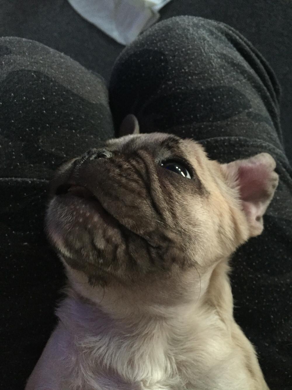 Fransk bulldog Chester billede 10