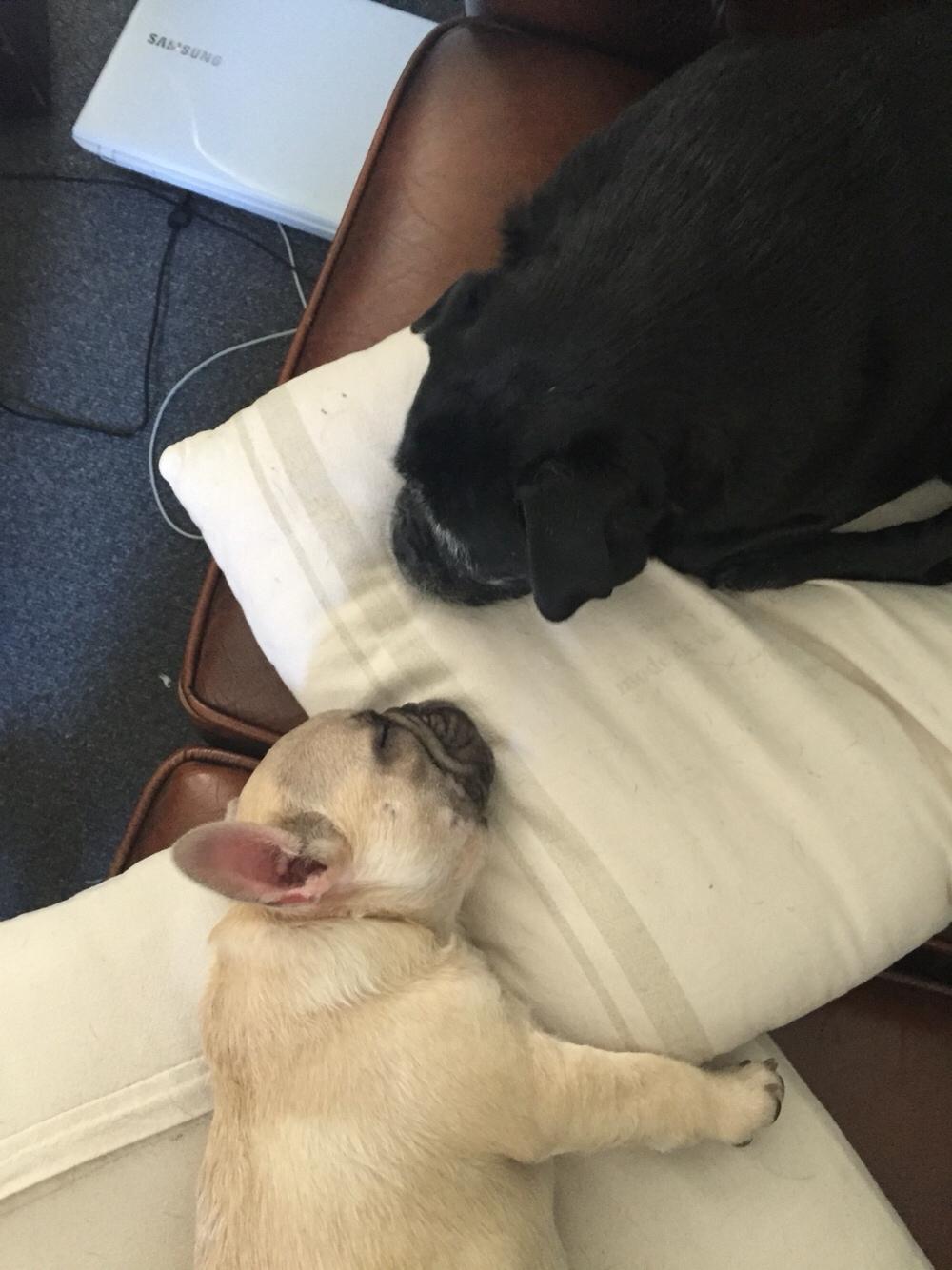 Fransk bulldog Chester billede 12