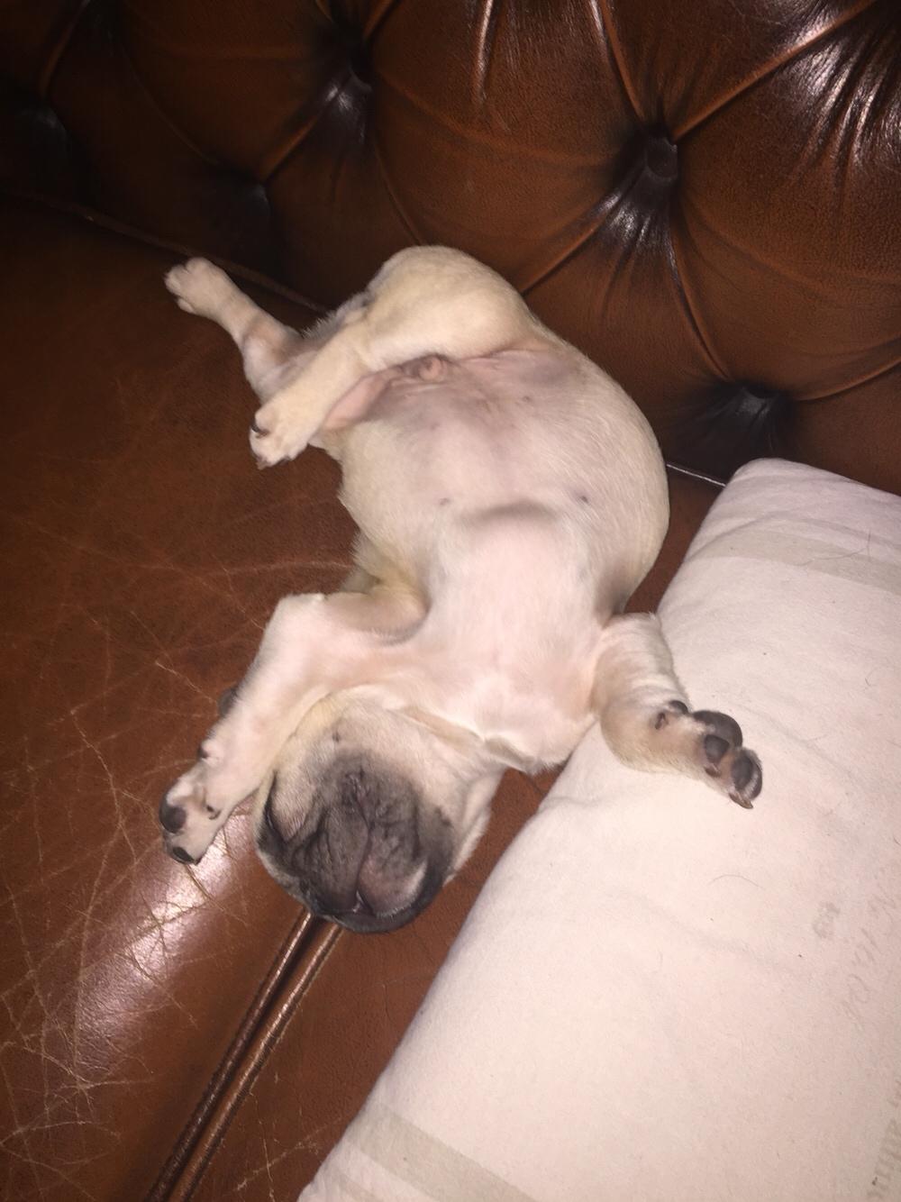 Fransk bulldog Chester billede 13