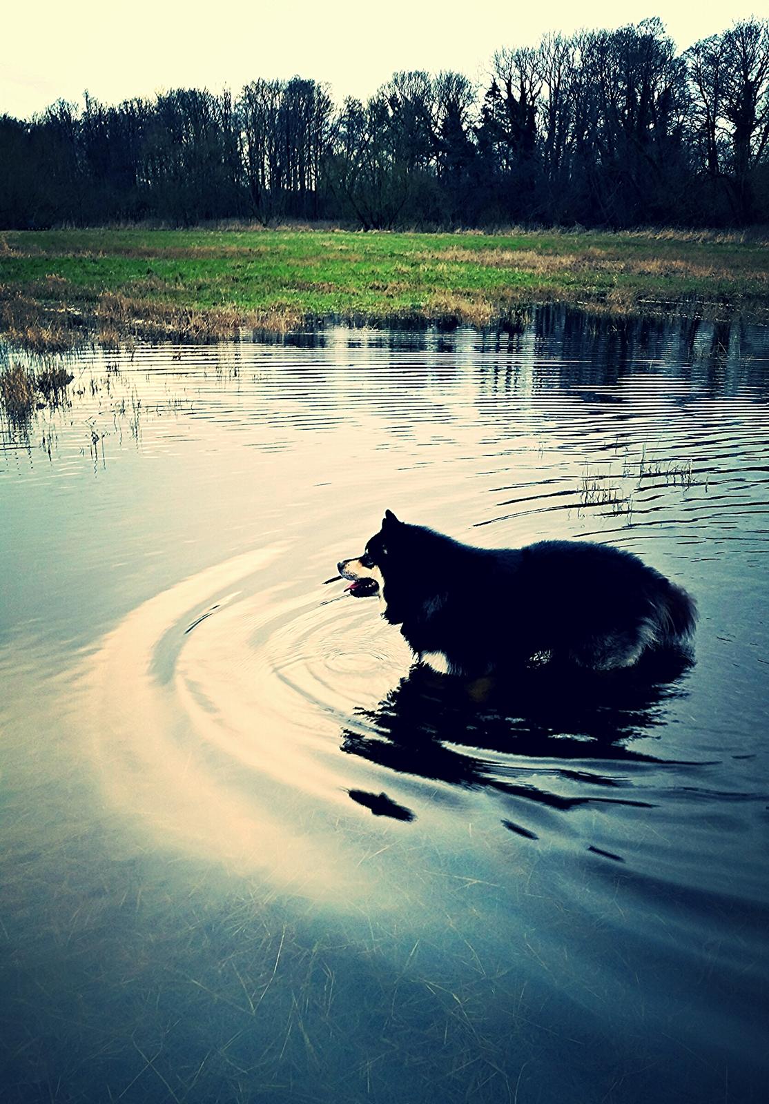 Finsk lapphund Zaki billede 18