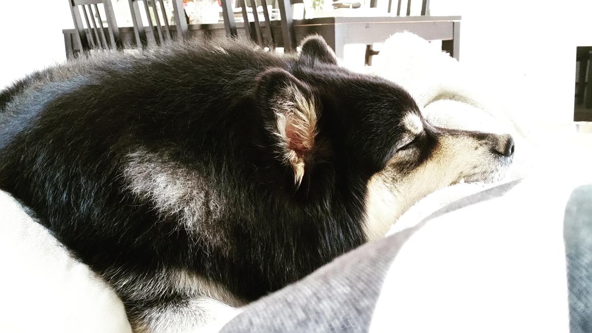 Finsk lapphund Zaki billede 19