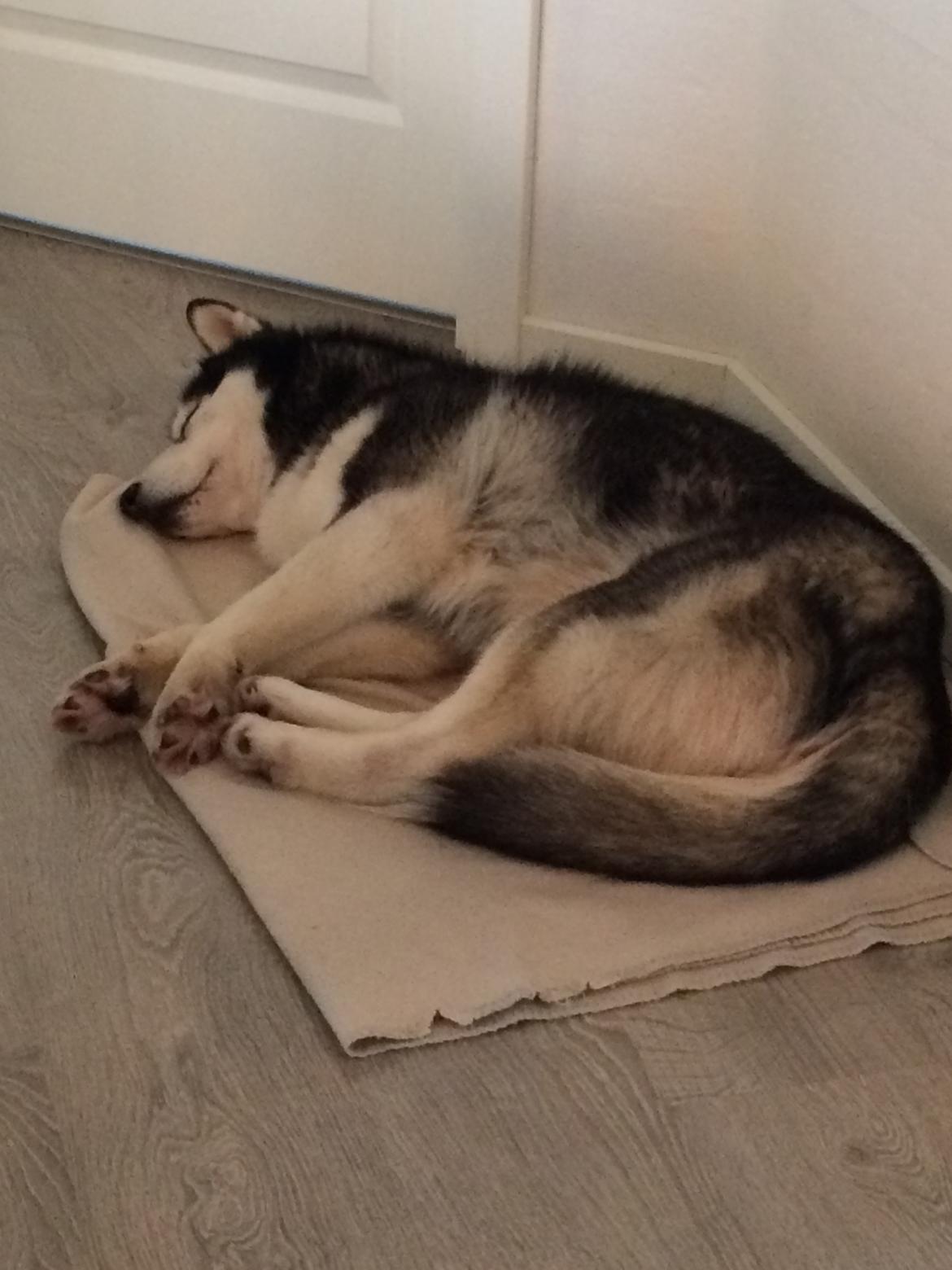 Siberian husky Diva billede 2