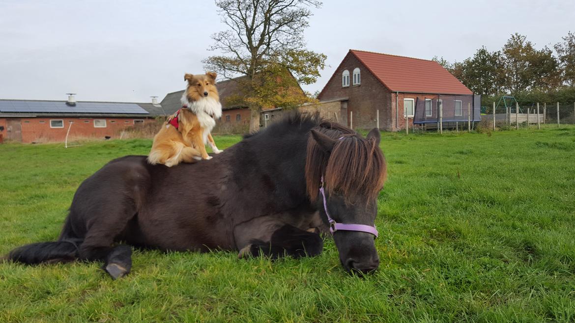 Shetland sheepdog Molly billede 1