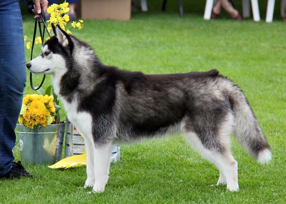 Siberian husky Diva billede 1