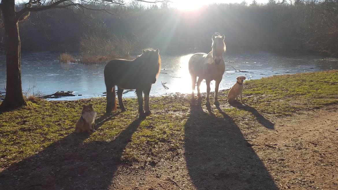 Shetland sheepdog Molly billede 19