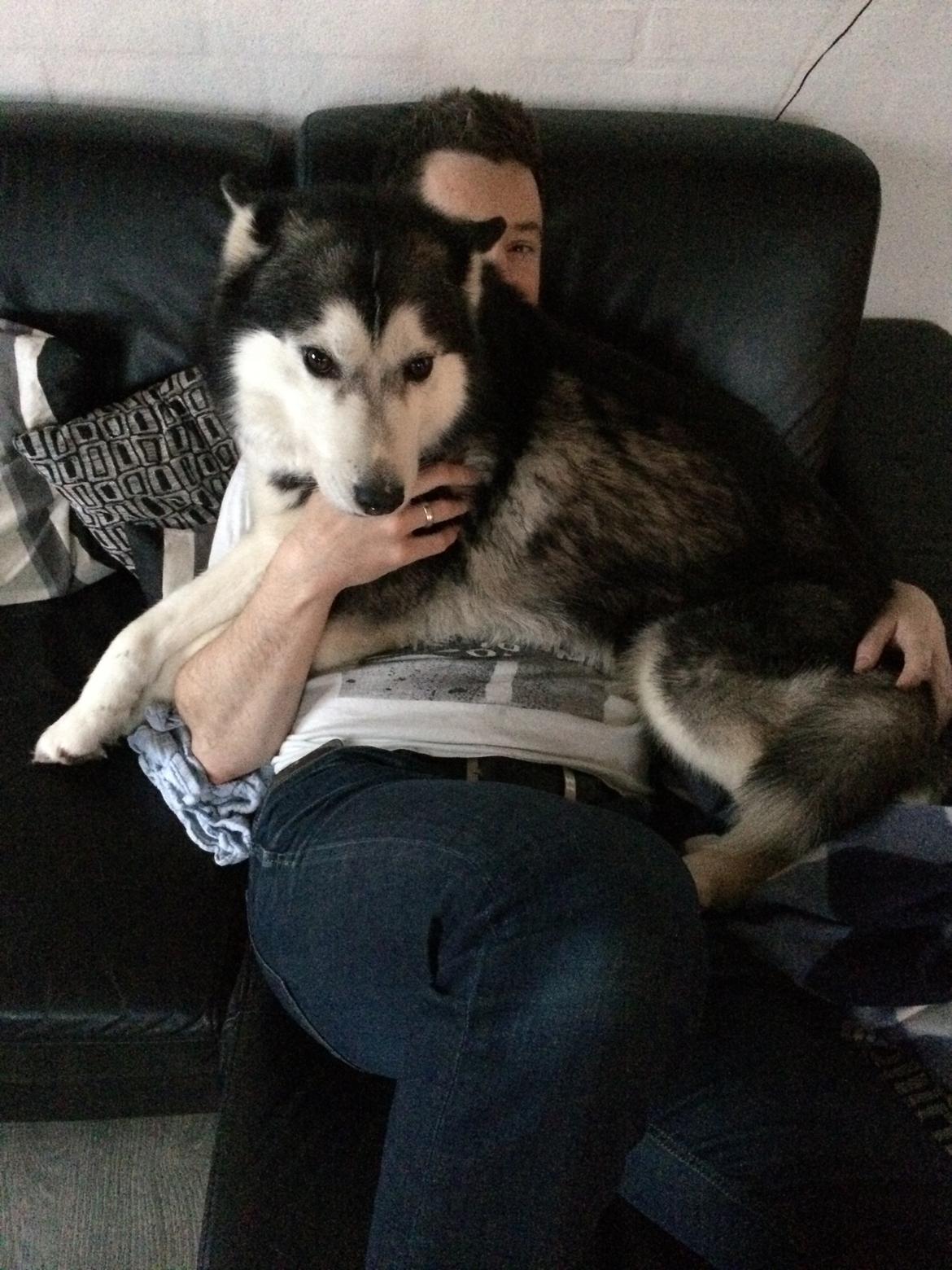 Siberian husky Diva billede 3
