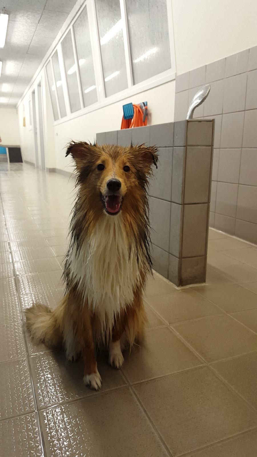 Shetland sheepdog Molly billede 20