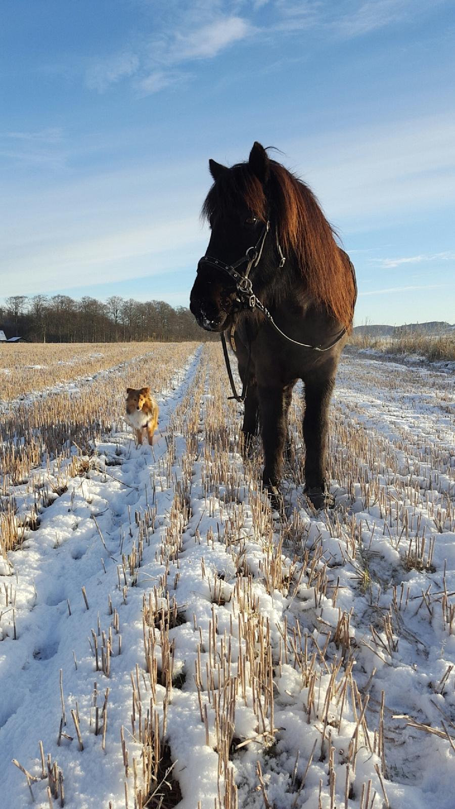 Shetland sheepdog Molly billede 21