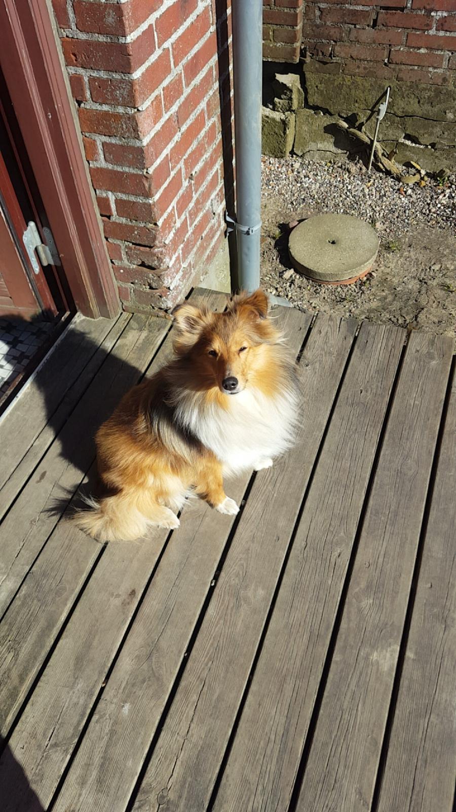 Shetland sheepdog Molly billede 2