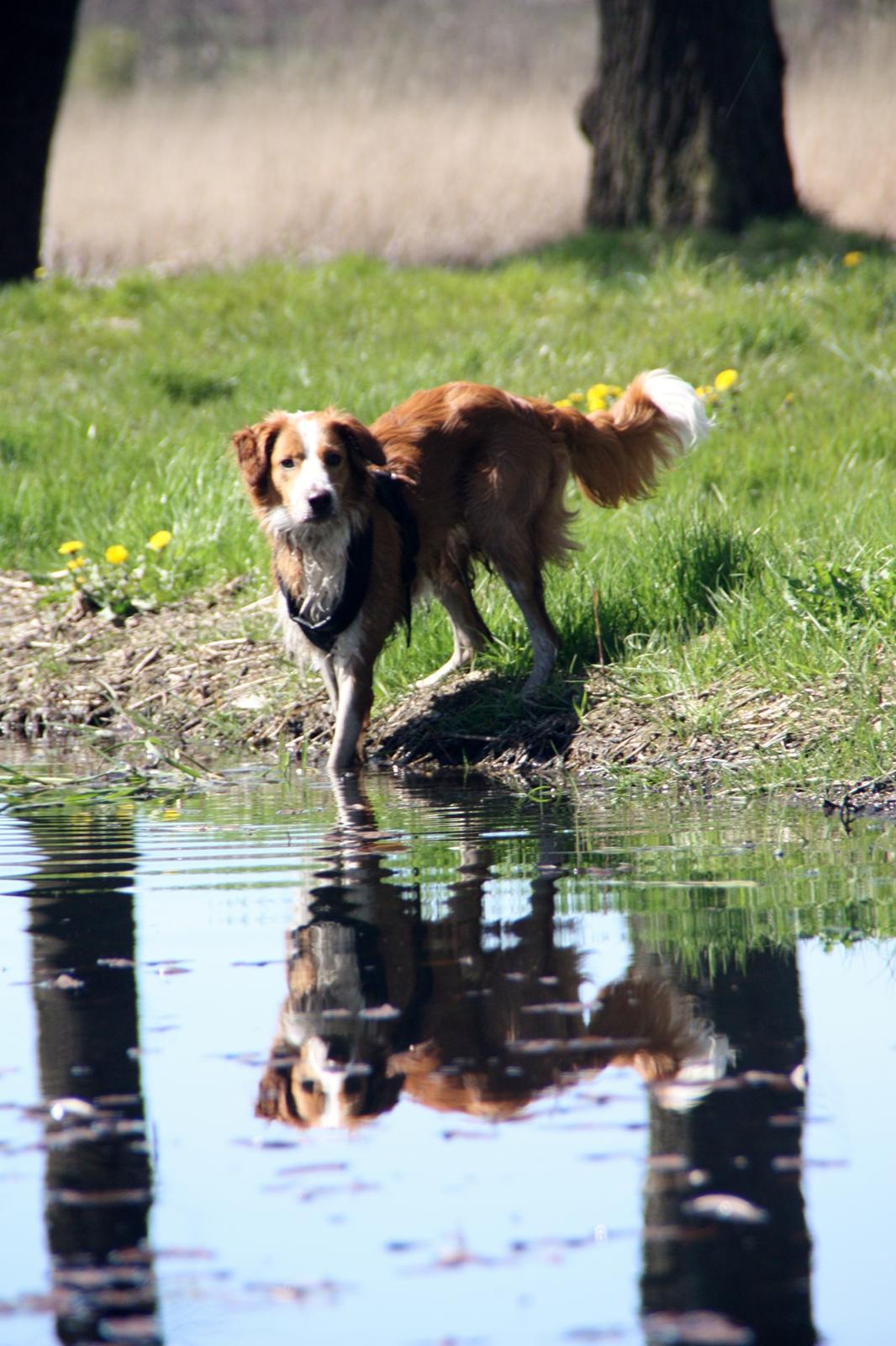 Blanding af racer Nyx billede 2