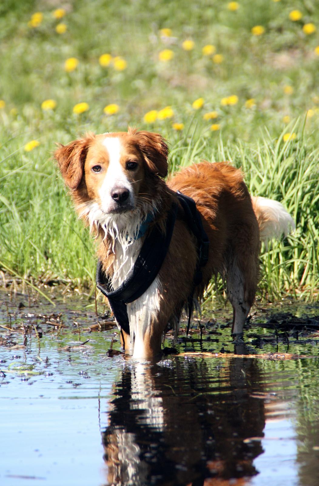 Blanding af racer Nyx billede 14