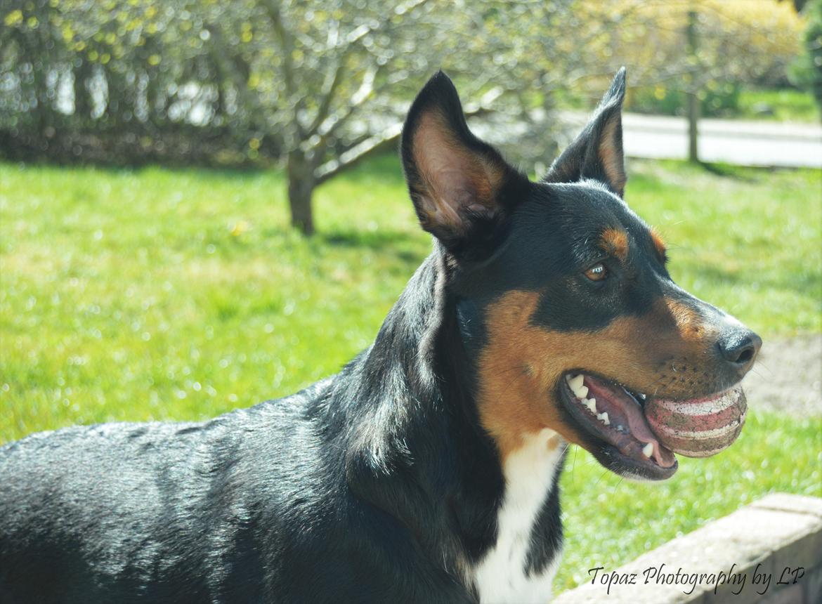 Blanding af racer Emma - Maj 2016, mere bold :-) billede 6