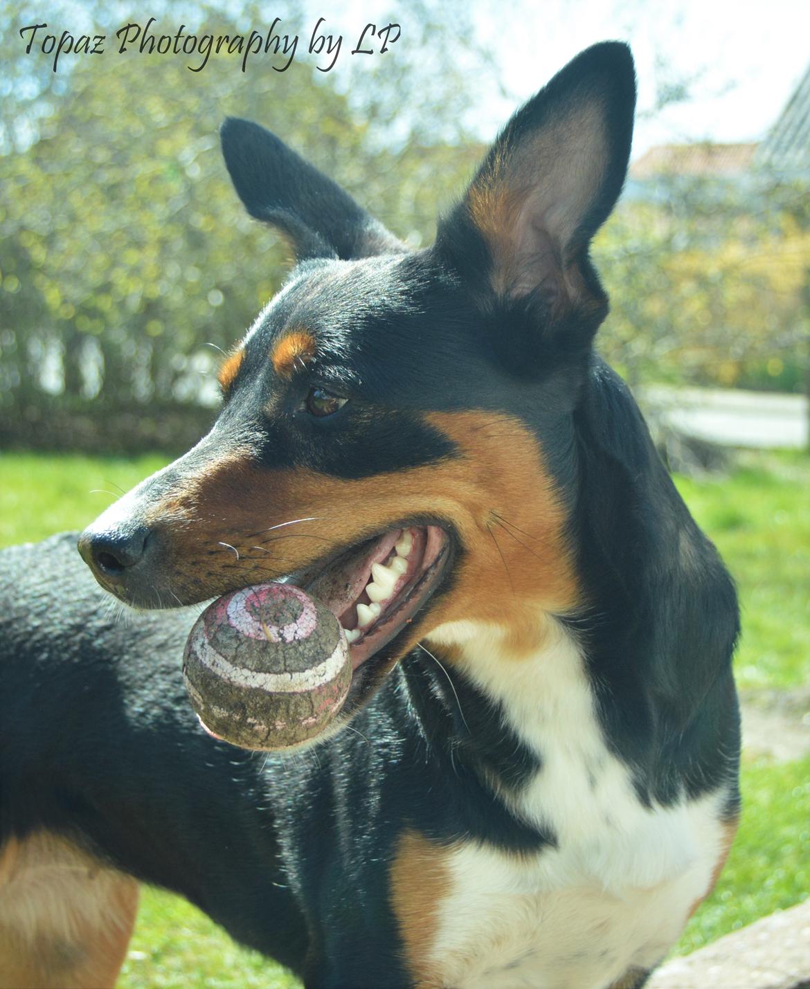 Blanding af racer Emma - Maj 2016, hygge med bold i haven i skønt vejr. billede 1