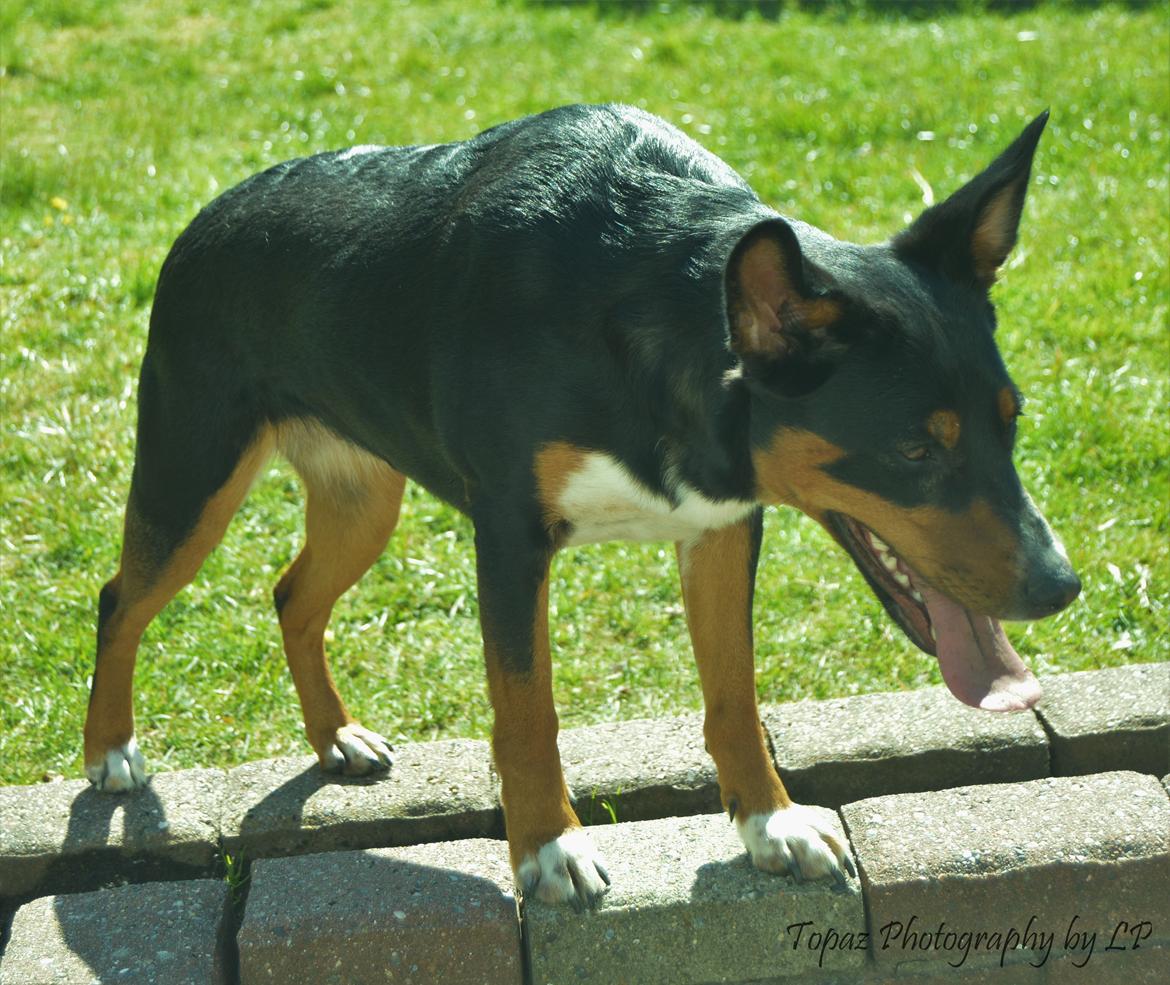 Blanding af racer Emma - Maj 2016, sådan står hun tit, gad vide hvor længe de planter der skal plantes der bliver ved med at være pæne? :-D  billede 5
