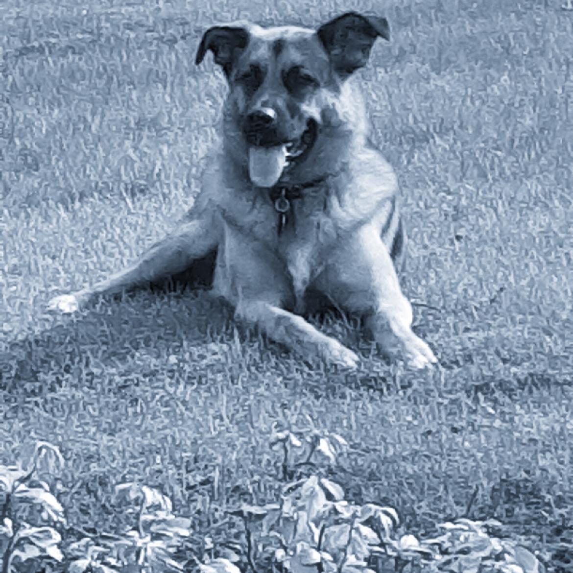 Blanding af racer Oscar billede 32