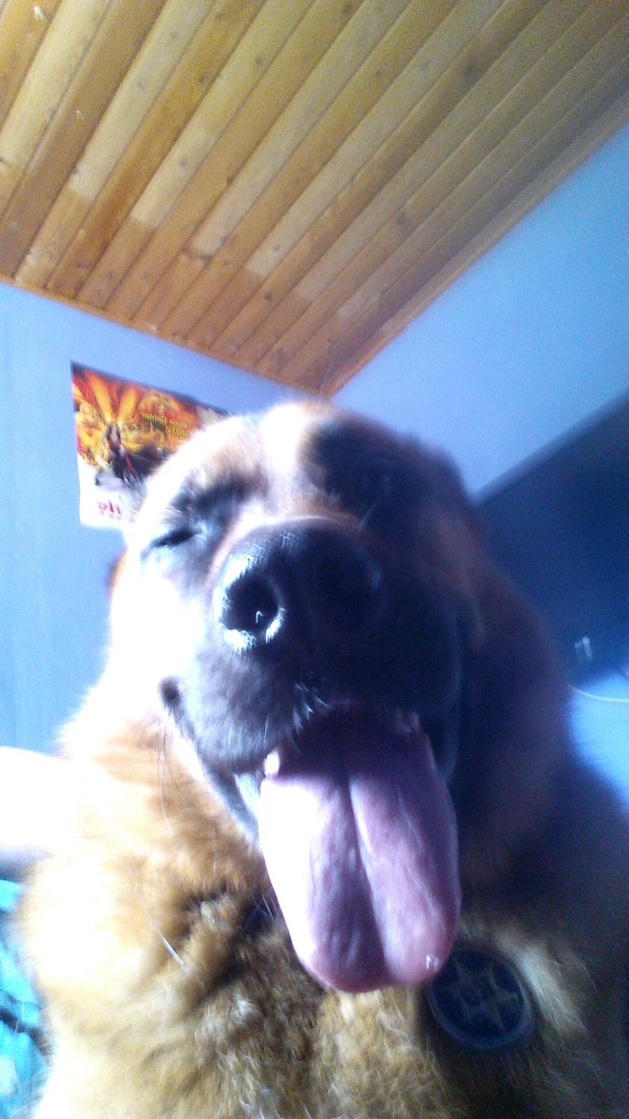 Blanding af racer Oscar billede 33