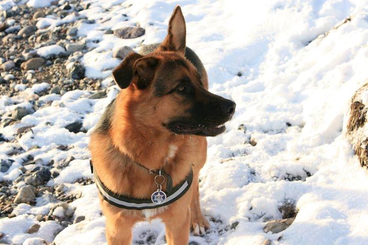 Blanding af racer Oscar billede 35