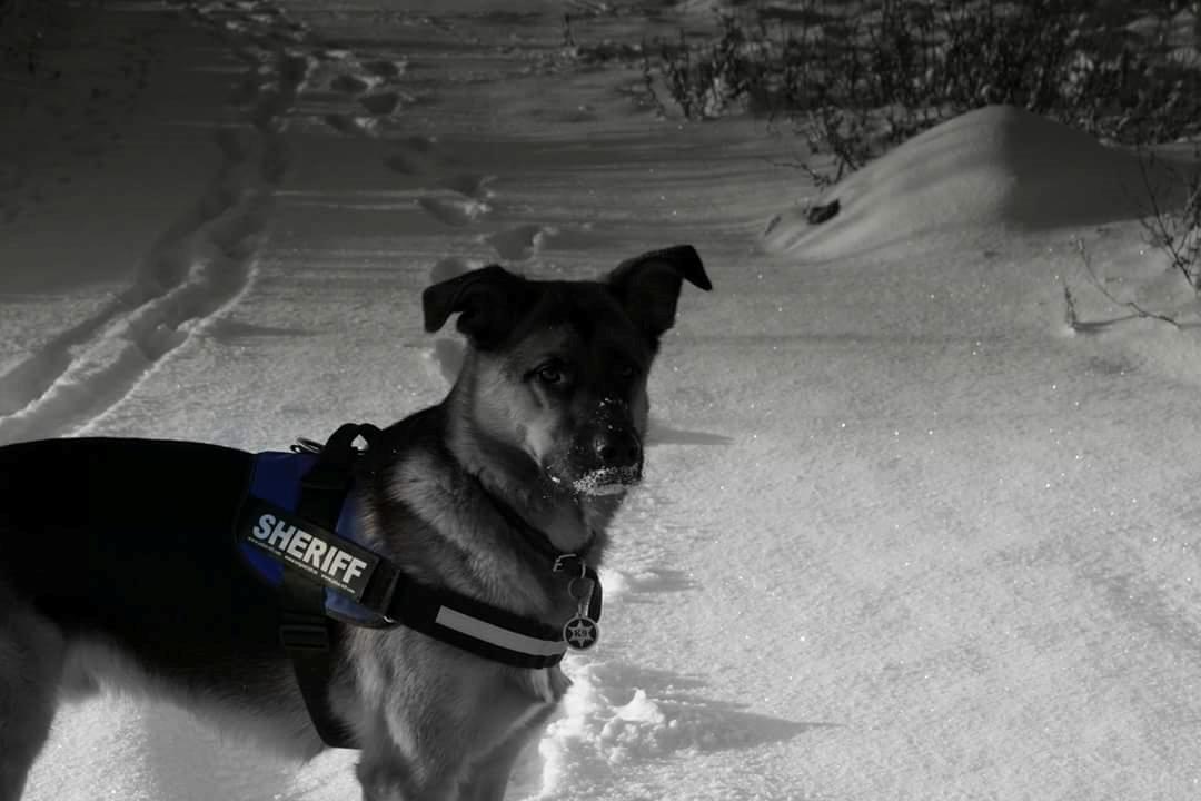 Blanding af racer Oscar billede 36