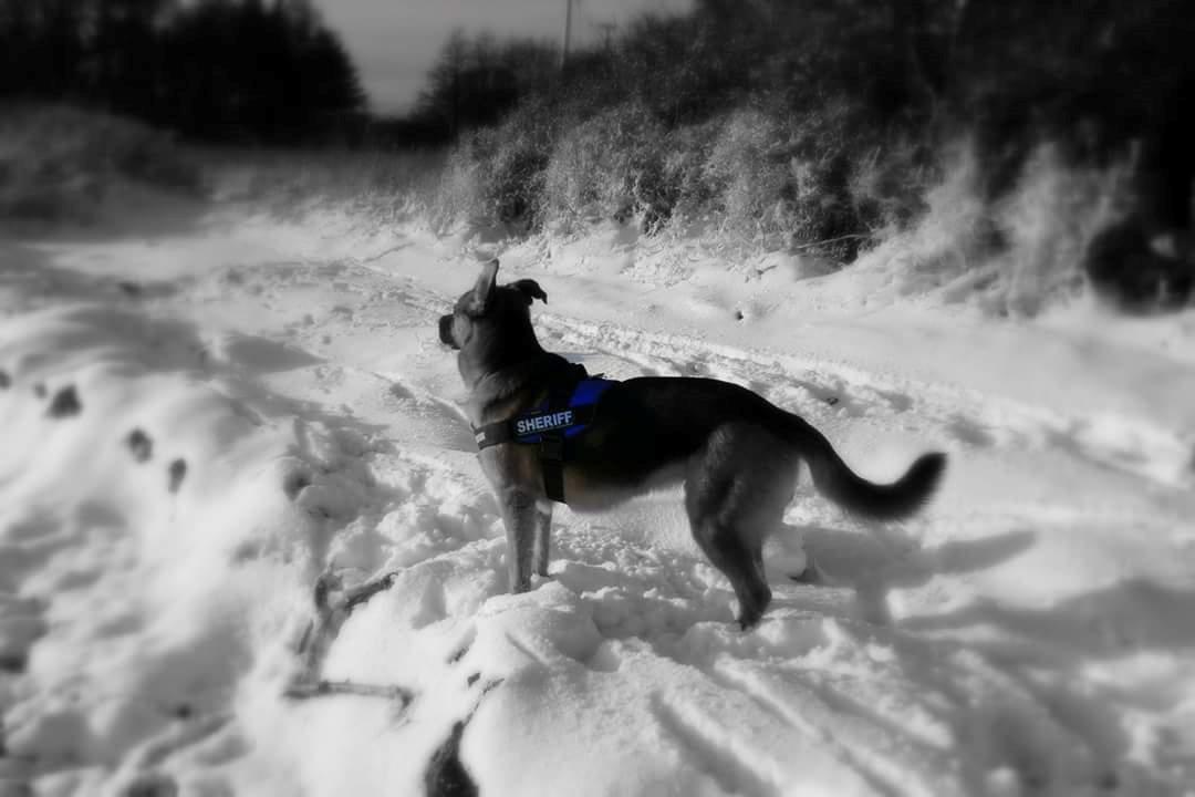 Blanding af racer Oscar billede 37