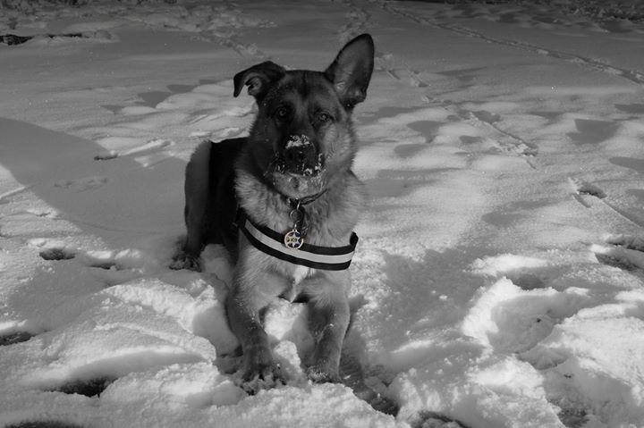 Blanding af racer Oscar billede 38