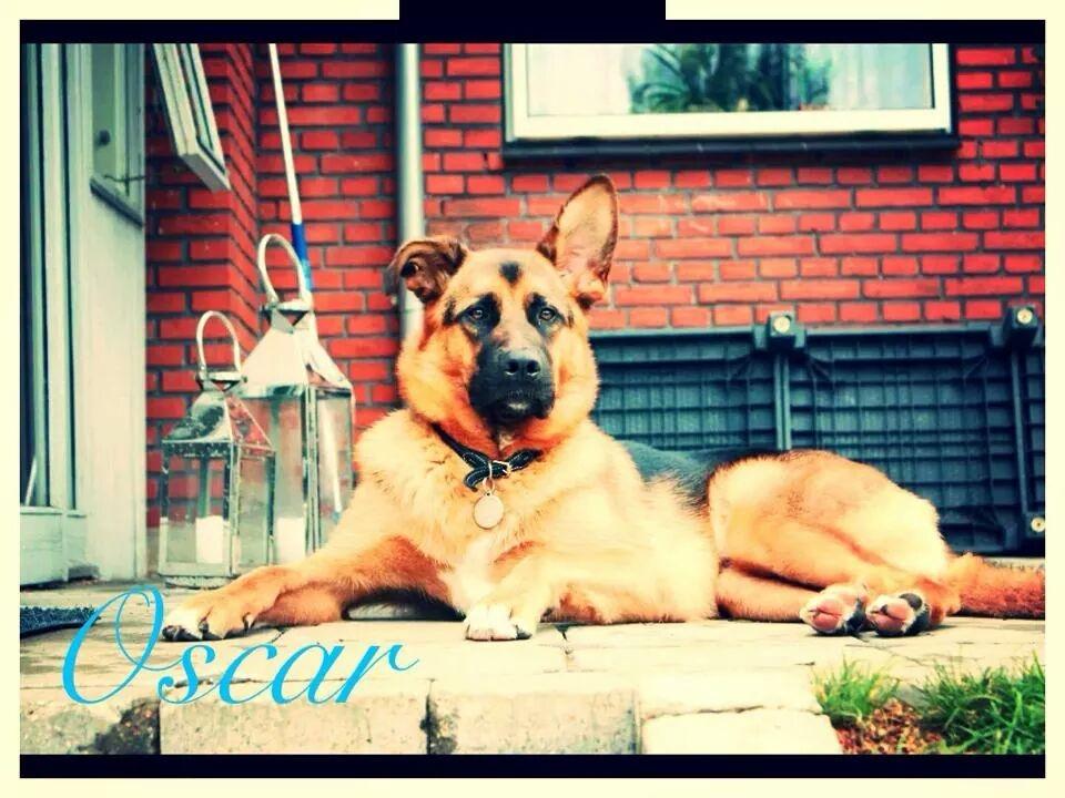 Blanding af racer Oscar billede 1