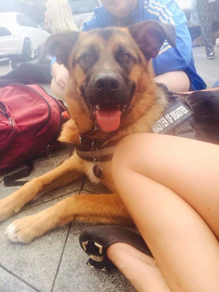 Blanding af racer Oscar billede 39