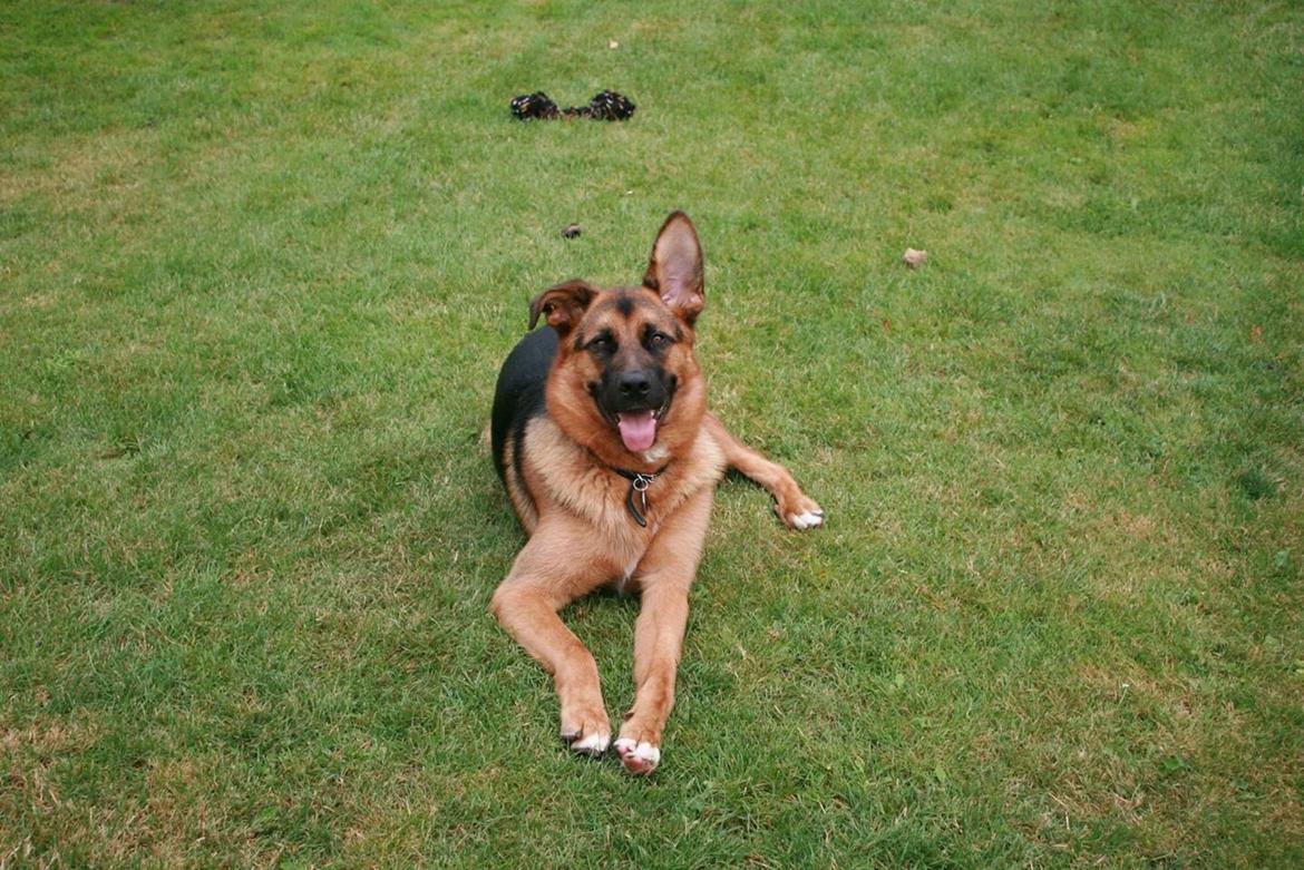 Blanding af racer Oscar billede 40