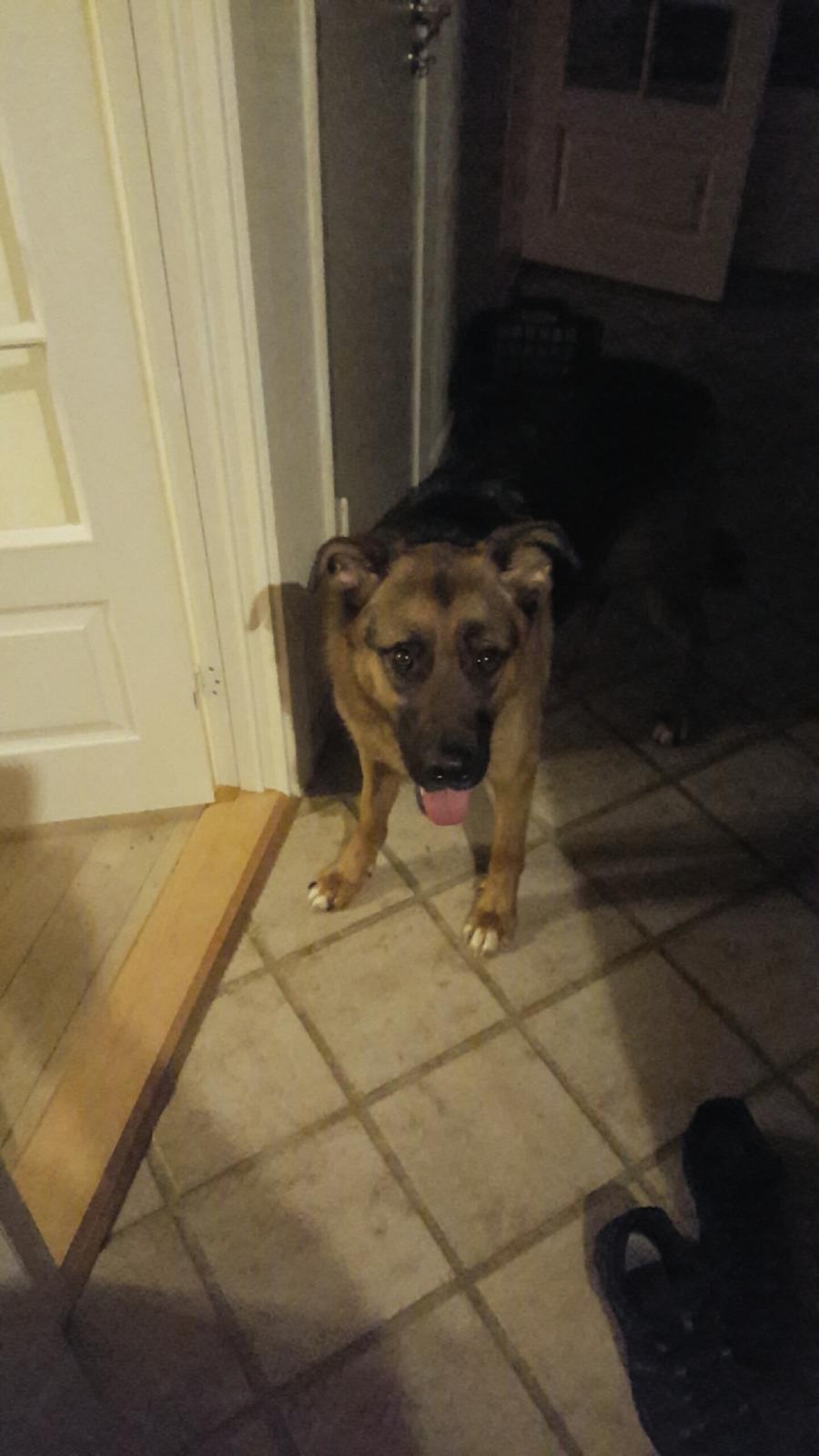 Blanding af racer Oscar billede 41