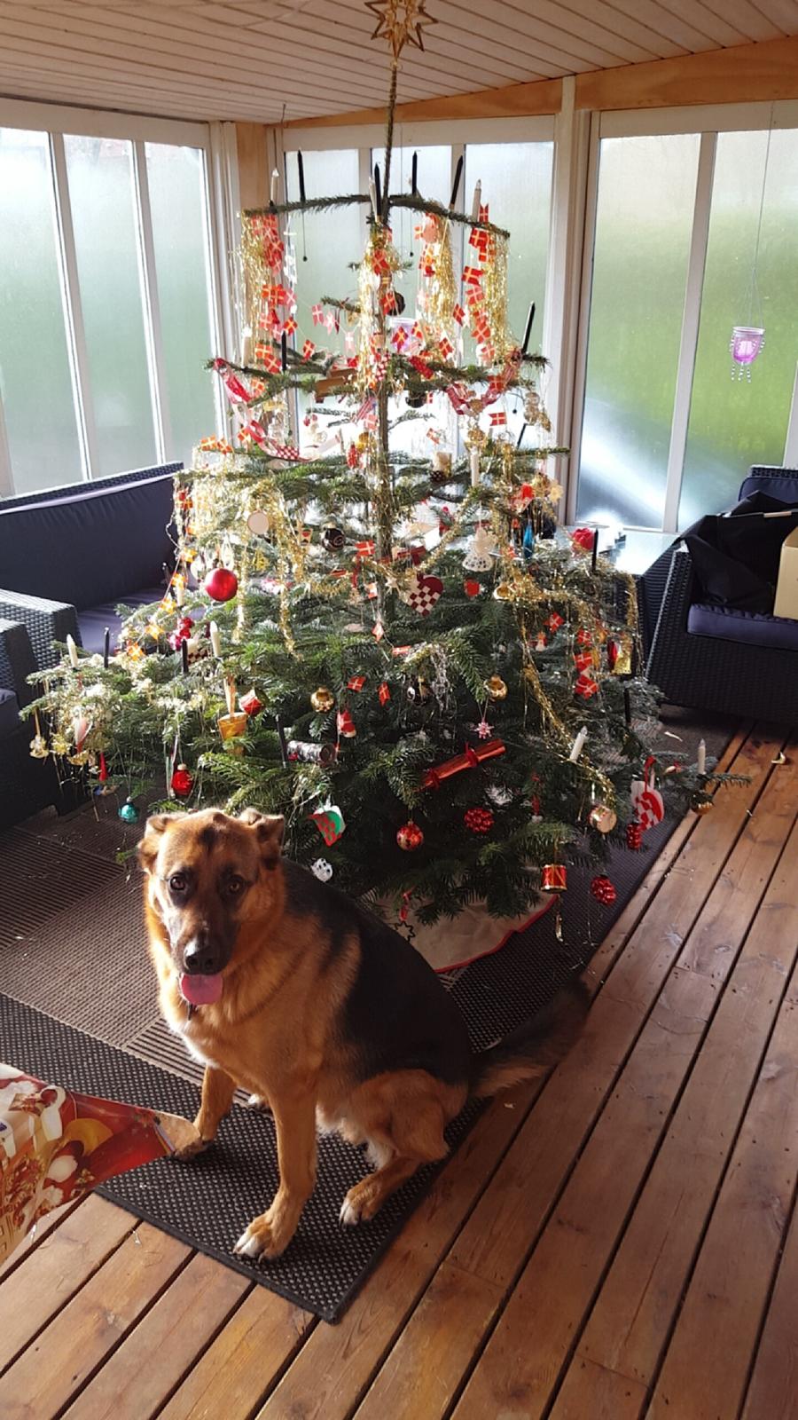 Blanding af racer Oscar billede 42