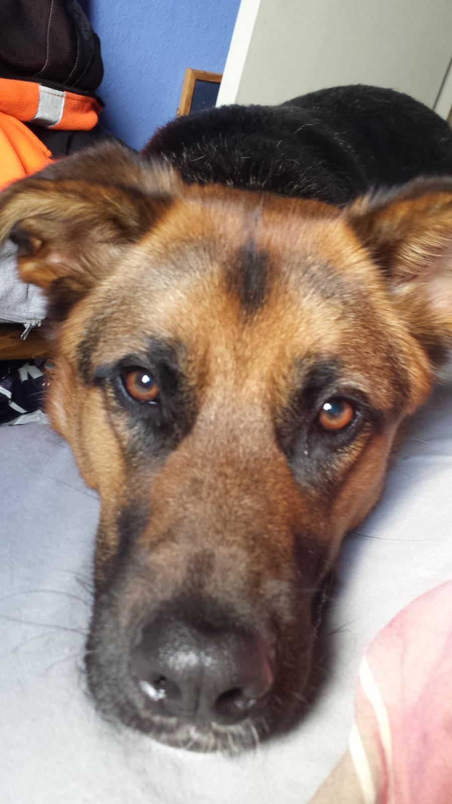 Blanding af racer Oscar billede 44