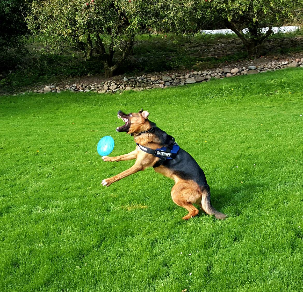 Blanding af racer Oscar billede 43