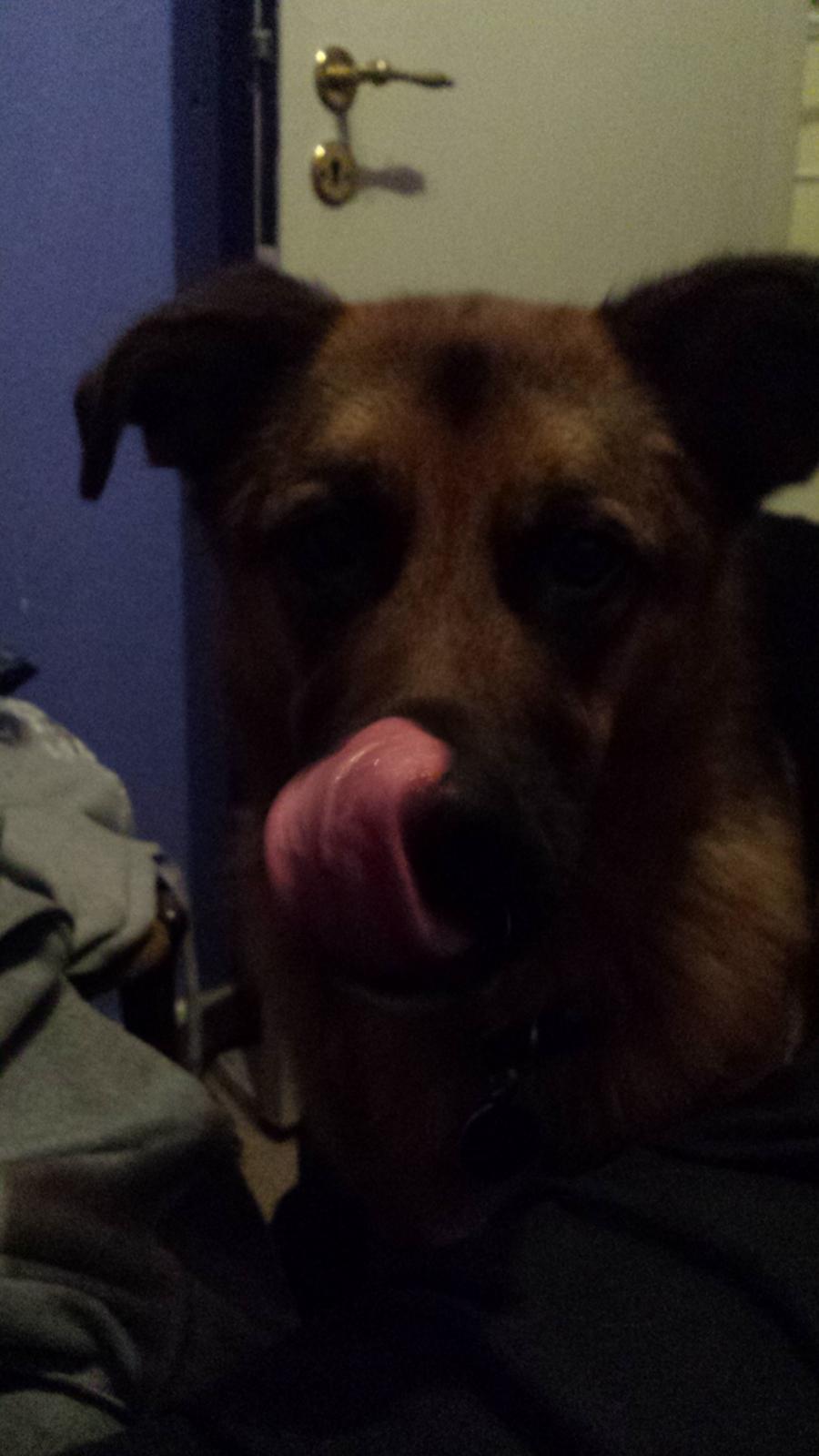 Blanding af racer Oscar billede 45