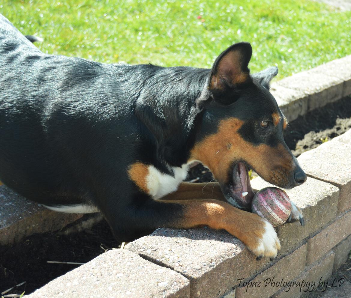 Blanding af racer Emma - Maj 2016, smukkeste pige! <3 billede 4