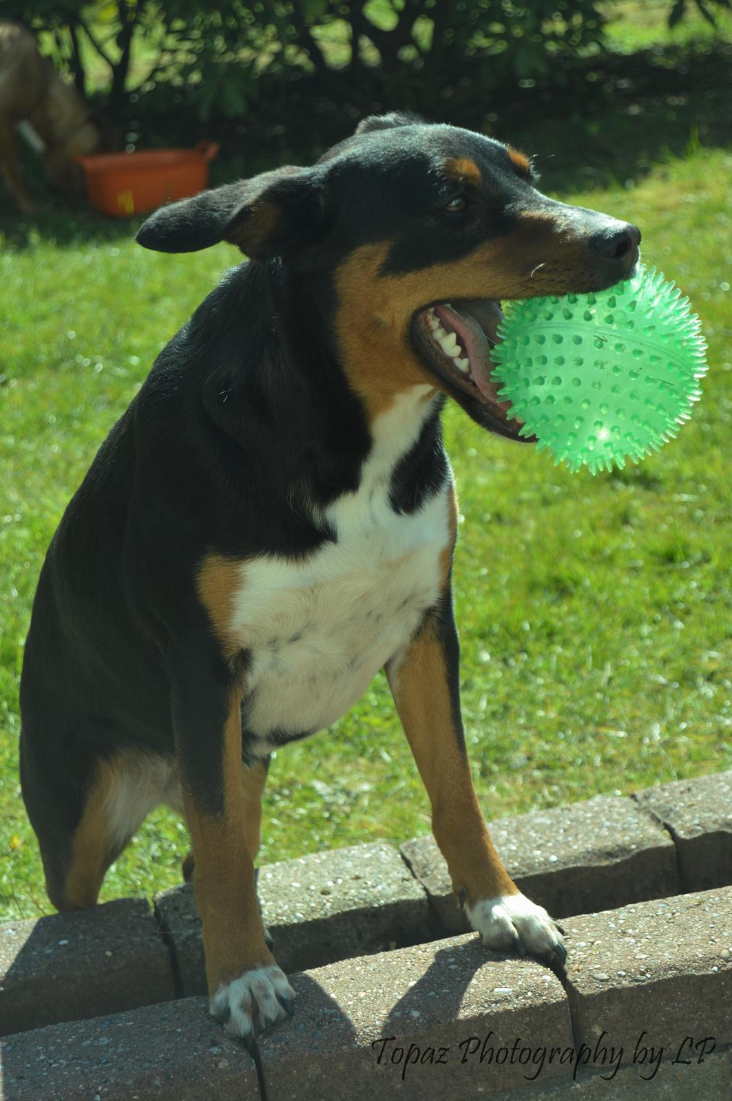 Blanding af racer Emma - Maj 2016, yndlings bolden :-D (Hun kan ikke punktere den, som hun gør med alle andre bolde på blot nogle sekunder, denne holder bare! :-D billede 3