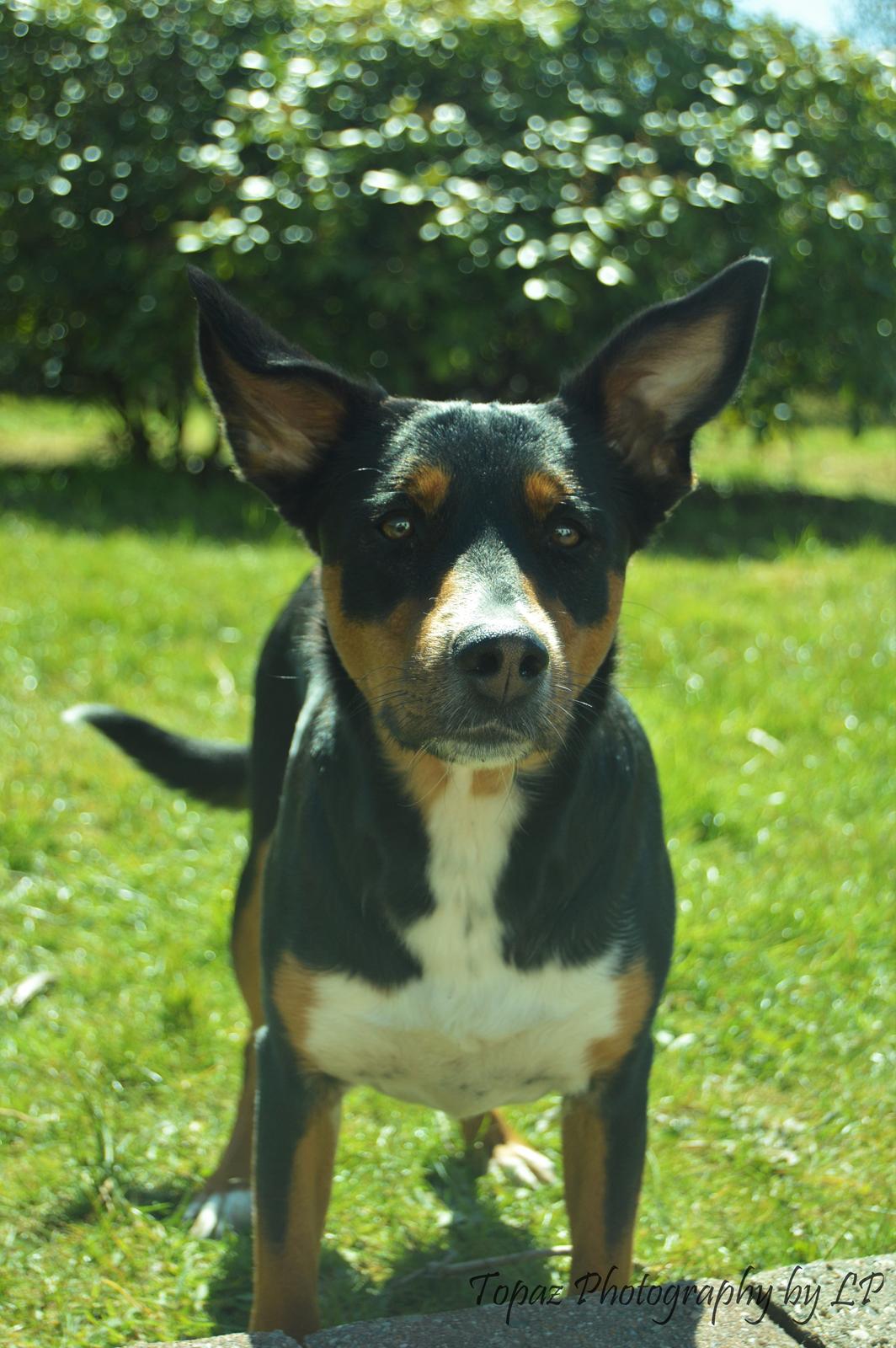 Blanding af racer Emma - Maj 2016, min pige <3 billede 2