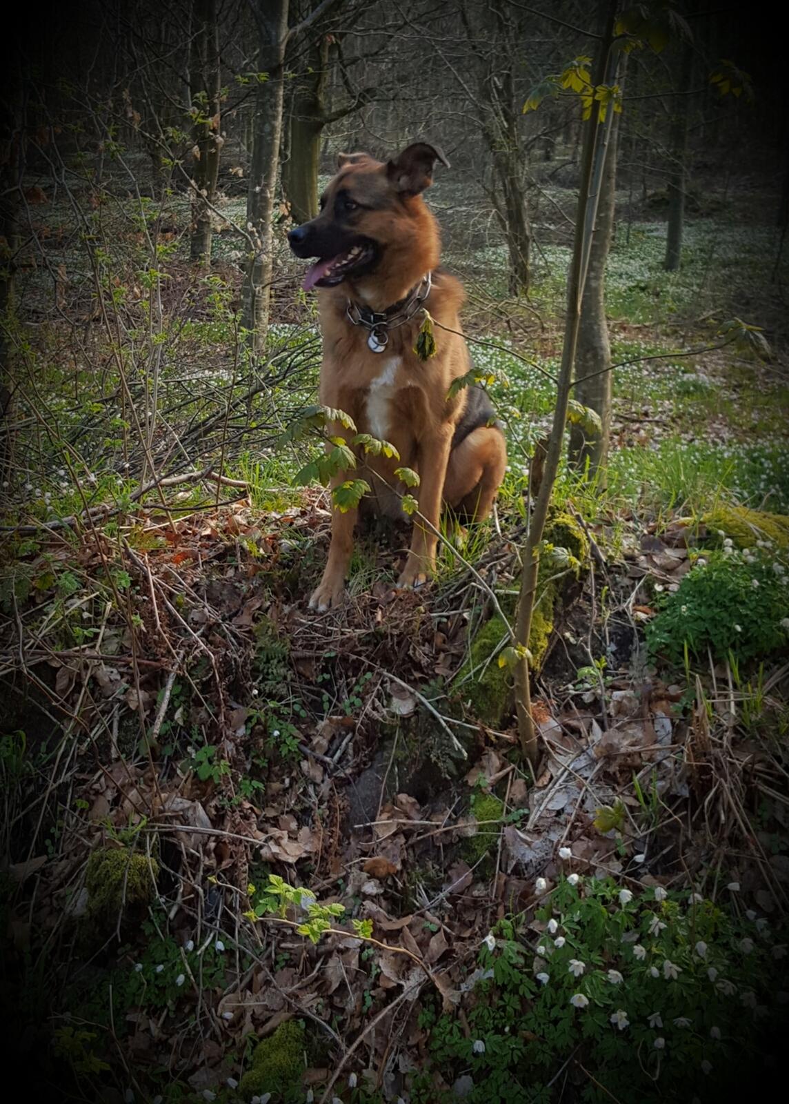 Blanding af racer Oscar billede 46