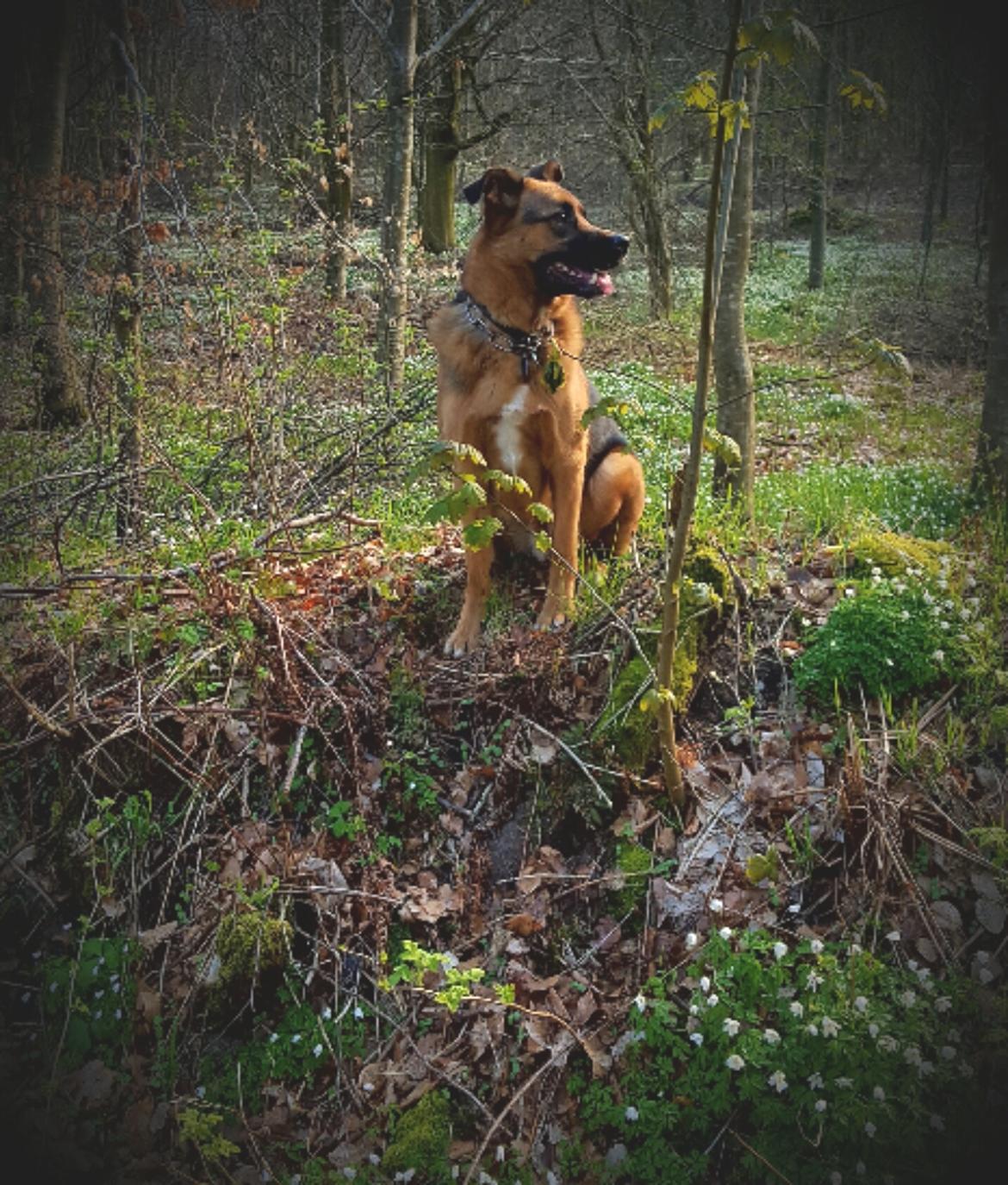 Blanding af racer Oscar billede 47