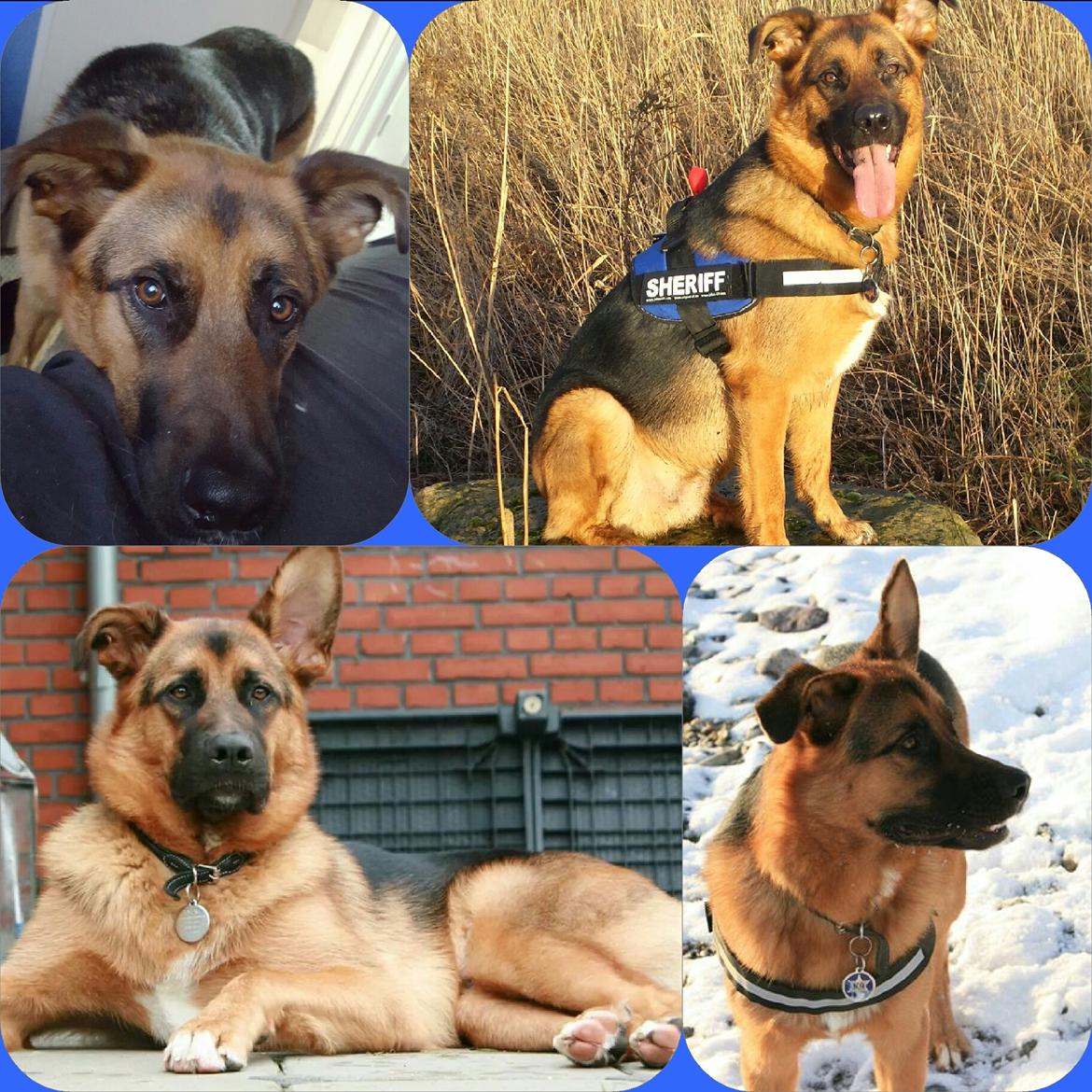 Blanding af racer Oscar billede 48