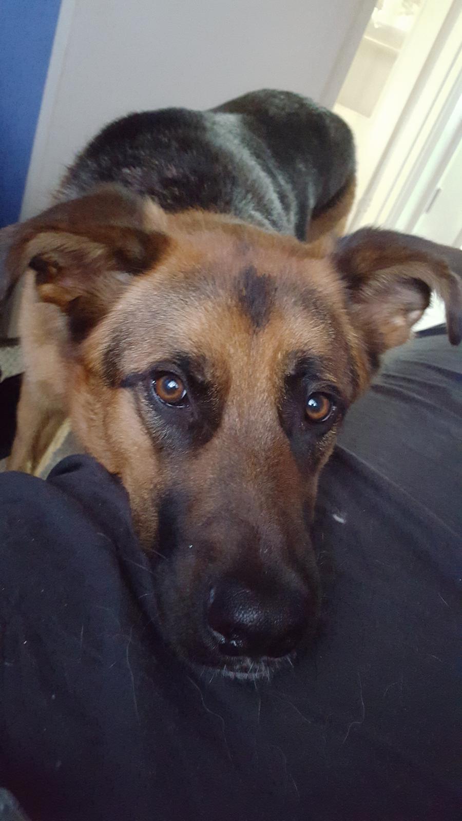 Blanding af racer Oscar billede 49