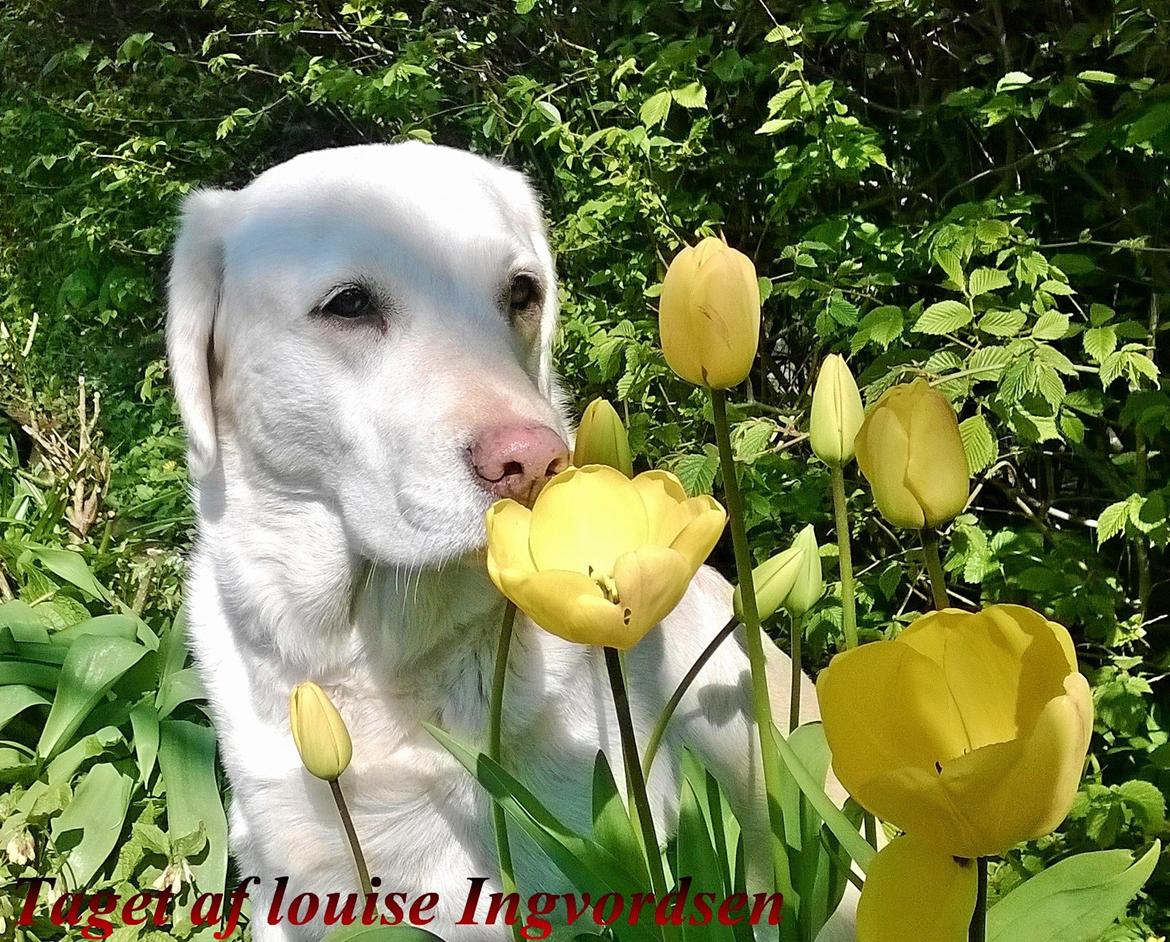 Blanding af racer †Puk† - taget den 02/05 2016 billede 14