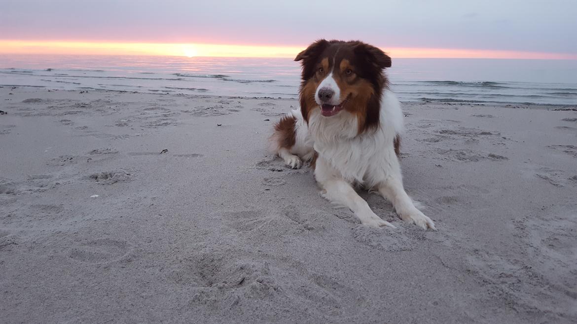 Border collie Max [himmelhund] billede 4