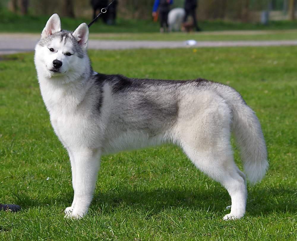 Siberian husky Girl's Talk Star'n Nordica (Penny) - 6 mdr. billede 1