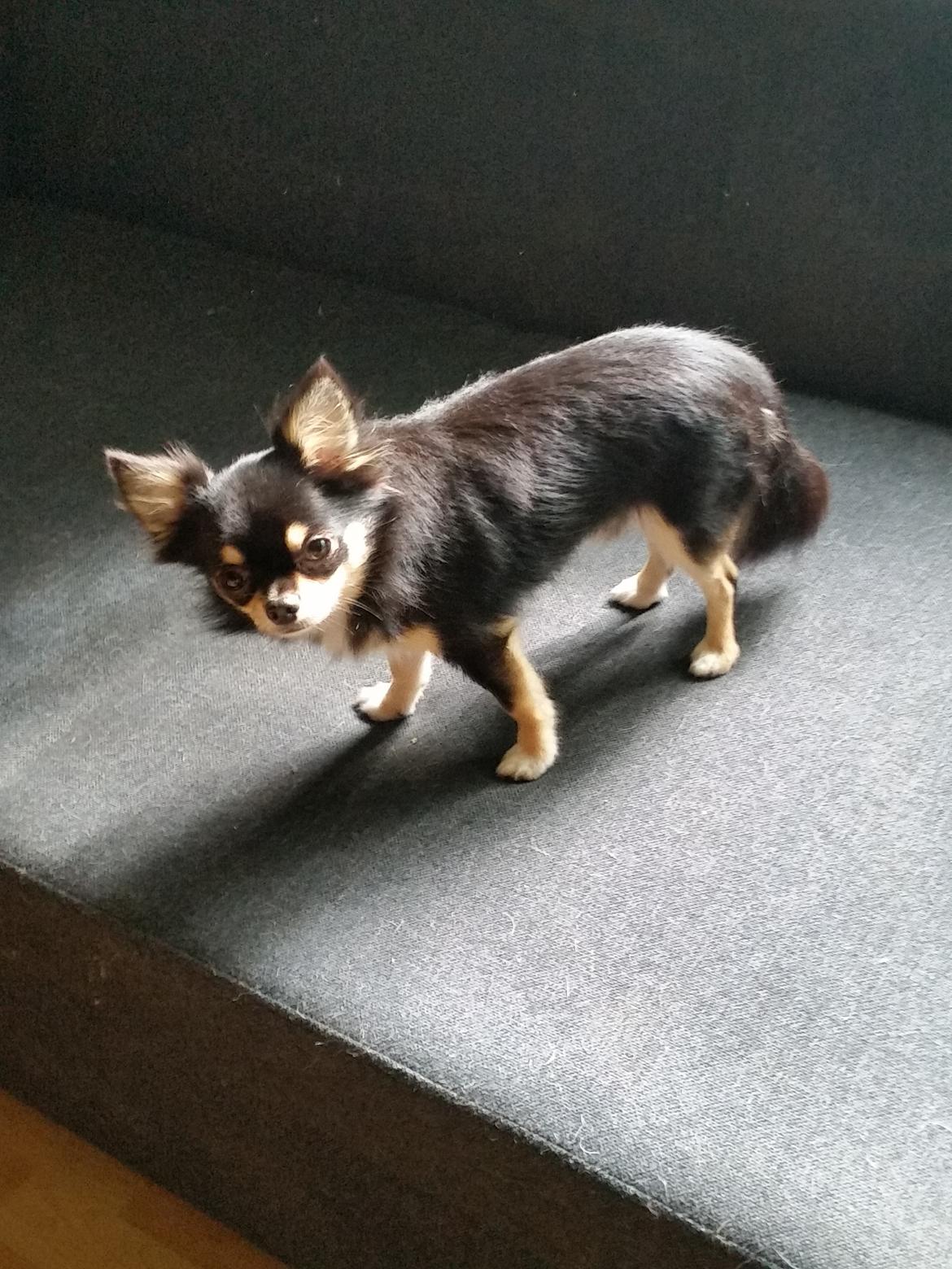 Chihuahua viggo billede 1