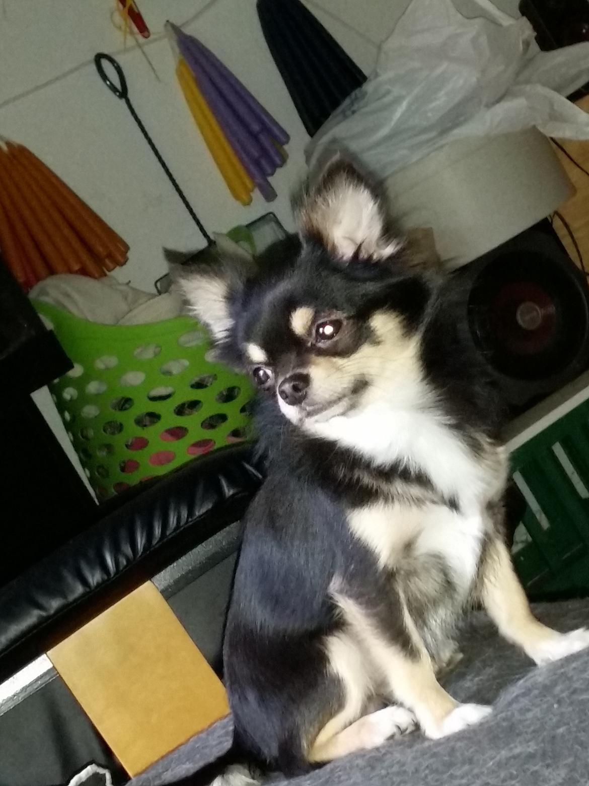 Chihuahua viggo billede 2