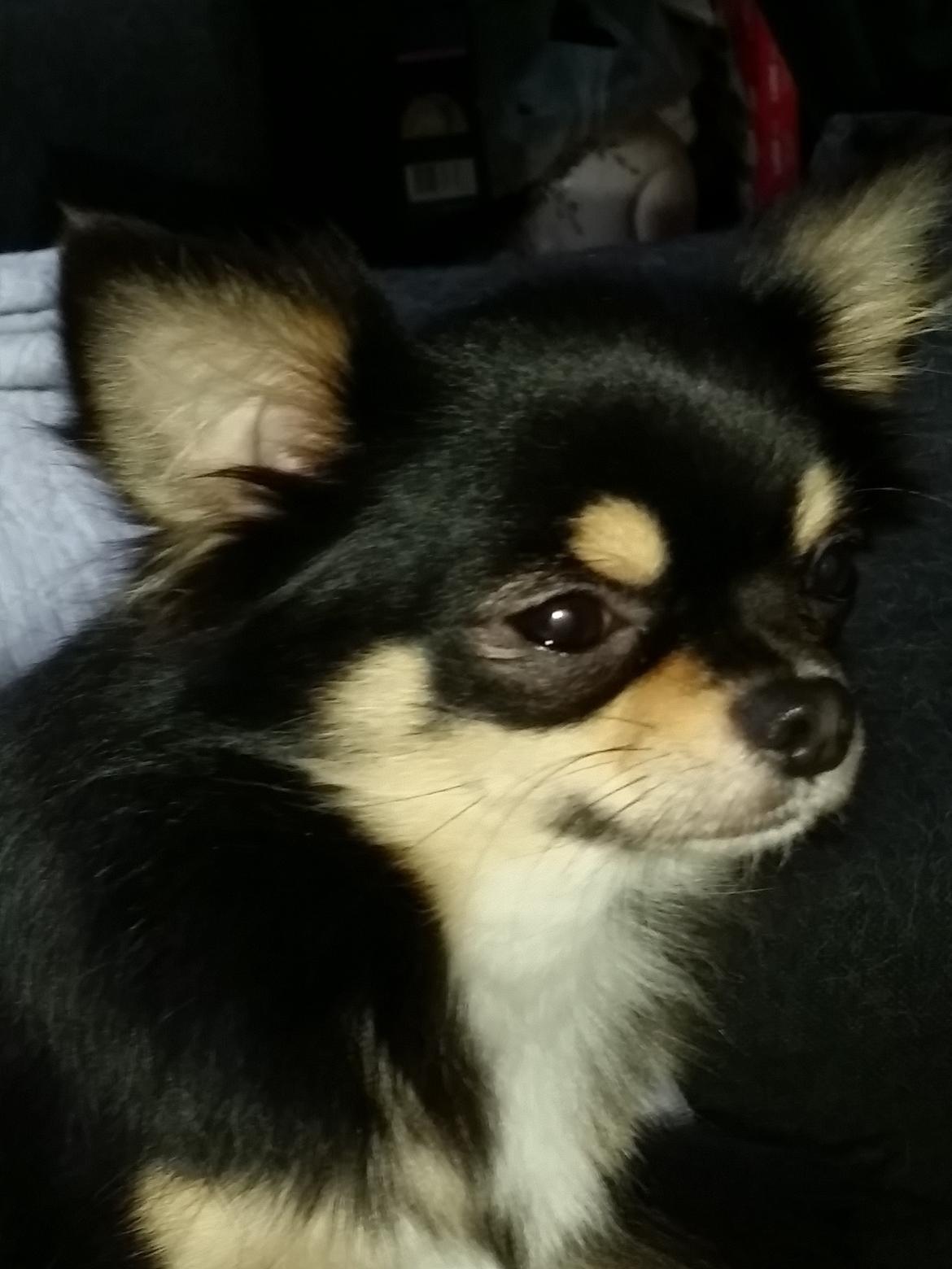 Chihuahua viggo billede 3