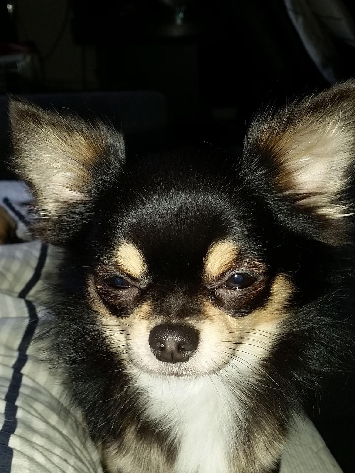 Chihuahua viggo billede 4