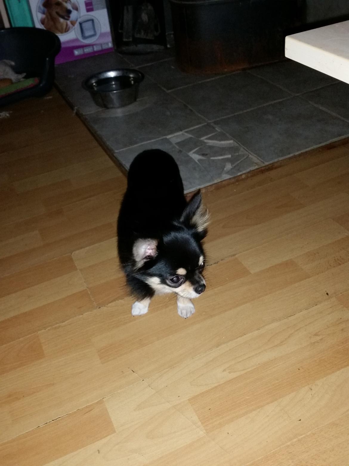 Chihuahua viggo billede 5