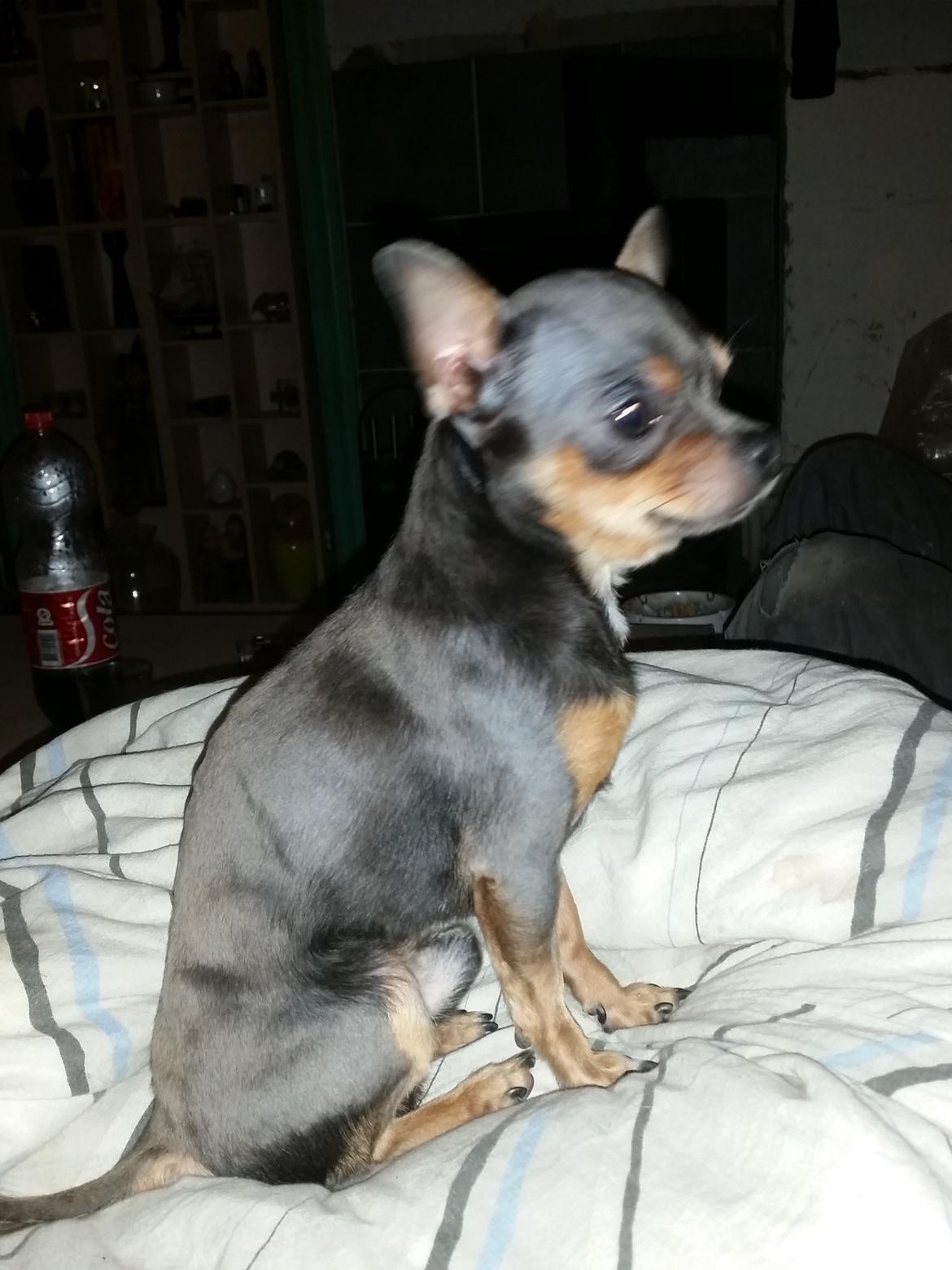 Chihuahua Kadir billede 1