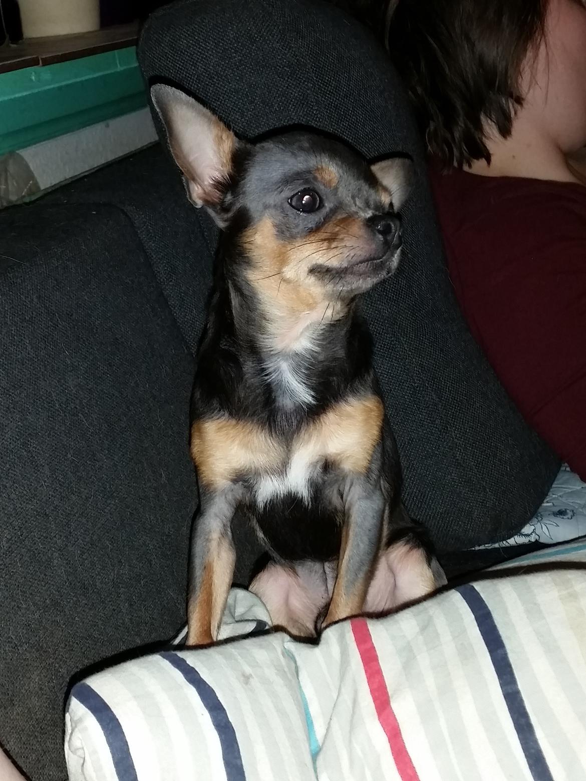 Chihuahua Kadir billede 3