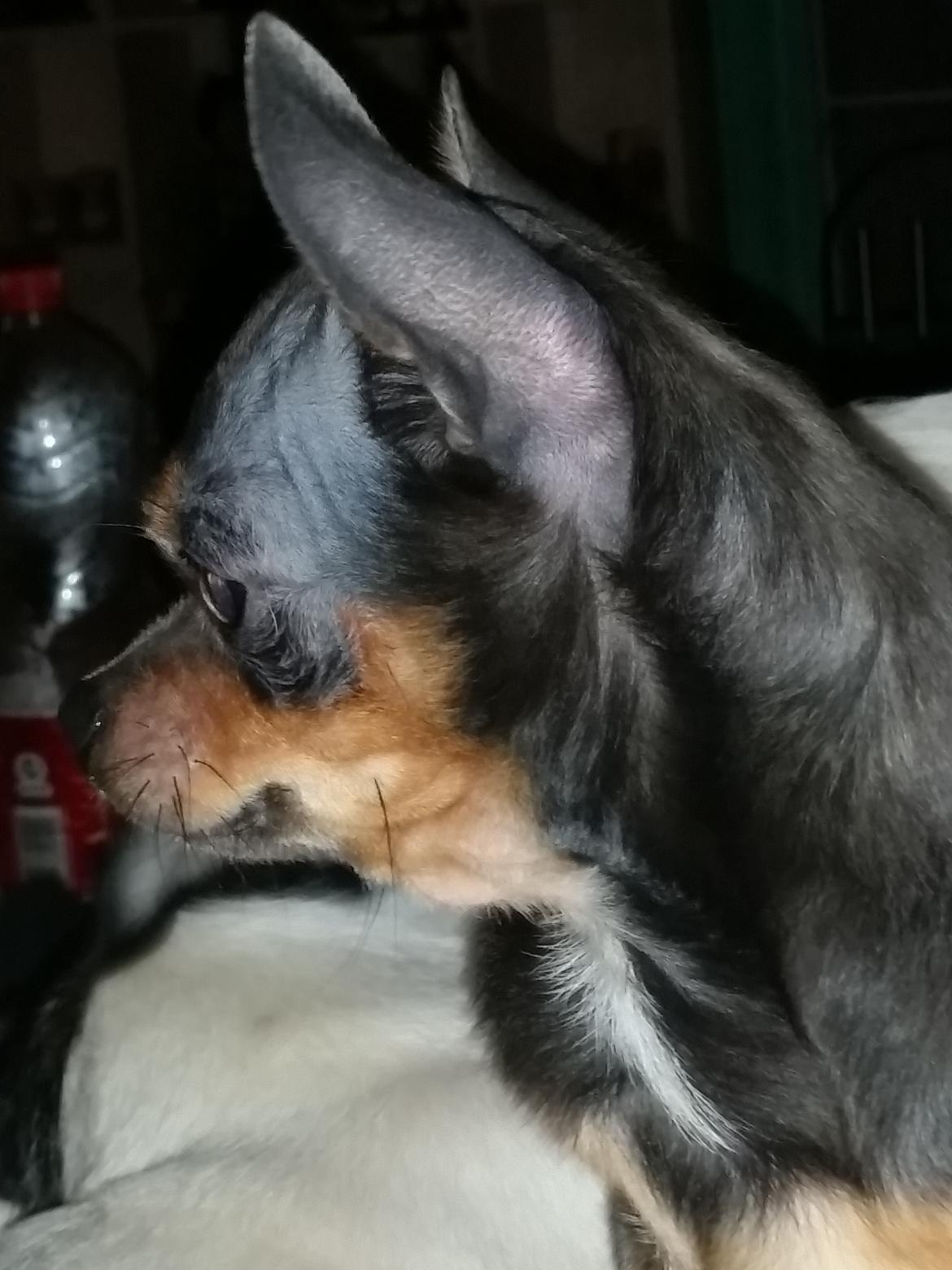 Chihuahua Kadir billede 5